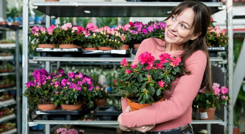 Csodálatos ajándék, így gondozd az azálea virágot