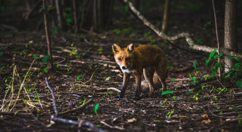 Március végén indul a rókák tavaszi veszettség elleni vakcinázása