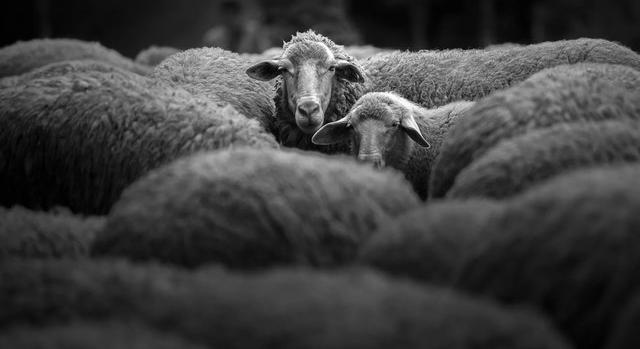 Négyezer éves juhmaradványok árulkodnak a bronzkori pestisjárványok terjedéséről