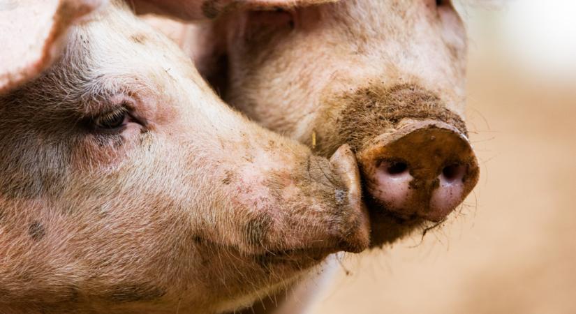 Rengeteg ilyen sertéshús jön be az országba: ezt eszik a magyarok?