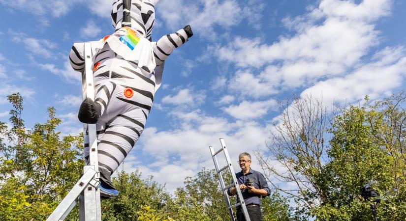 Rátámadt a „táncoló zebrára” a Pécs Pride-on, felfüggesztettet kapott a férfi