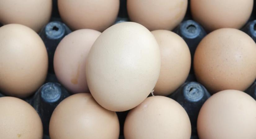 Agroinform: nem drágult a tojás az előző évhez képest