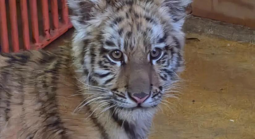 Még vasárnapig lehet megnézni a Fővárosi Állatkertben Pablót, a drograzzián lefoglalt kistigrist