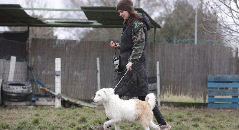 Figyelem gazdik! Ebzárlat és legeltetési tilalom jön több hajdú-bihari településen, mutatjuk a részleteket