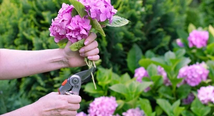 Nálad is előbújtak már az első virágok a kertben? – most erre kell figyelni