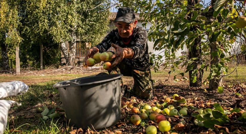Vadásszák a cégek a jó munkaerőt a mezőgazdaságban is, mutatjuk a szabolcsi órabéreket!