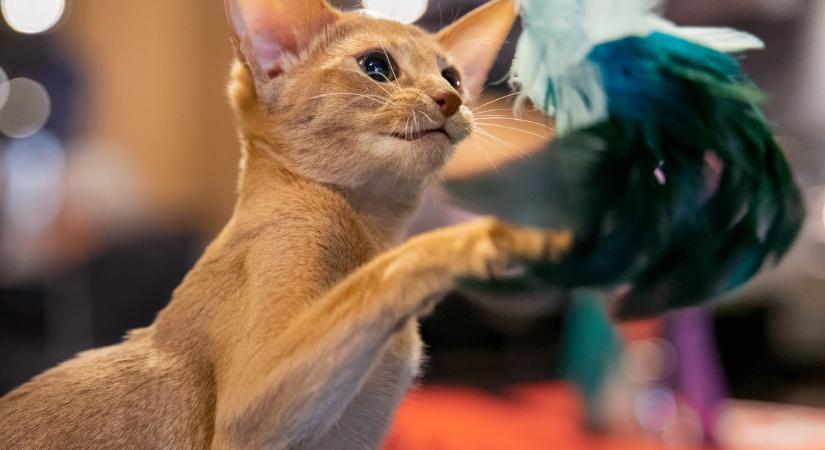 Ilyen színű játékot vegyél a macskádnak, ezt jobban fogja látni