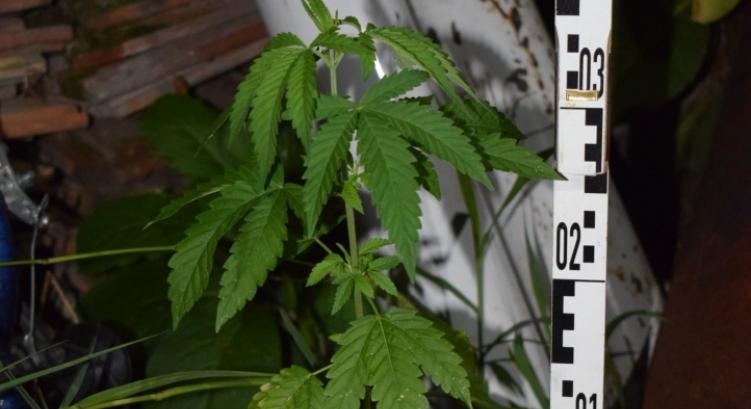 Öt év fegyházat is kevésnek talál az ügyész a kannabiszért