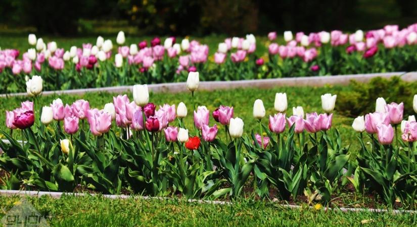 Több száz tulipánhajtást loptak el az Árkád közeléből