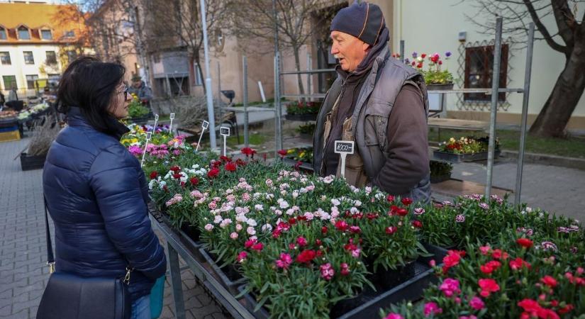 A medvehagymát percek alatt elkapkodták a szekszárdi piacon, ahol megjelent az eper is (képgalériával)