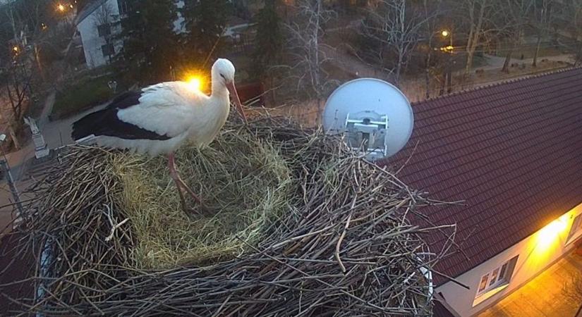 Megérkezett az első gólya Kocsérra – élőben figyelhetjük az ország kedvenc fészkét