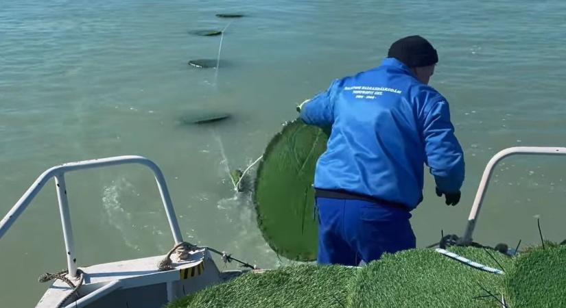 A süllő szent és sérthetetlen – évekig kitilthatják a horgászokat a Balatonról