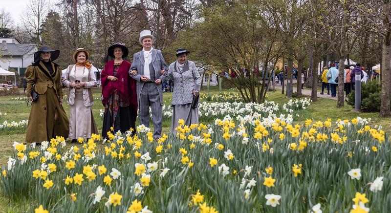 Közeleg a nárciszünnep