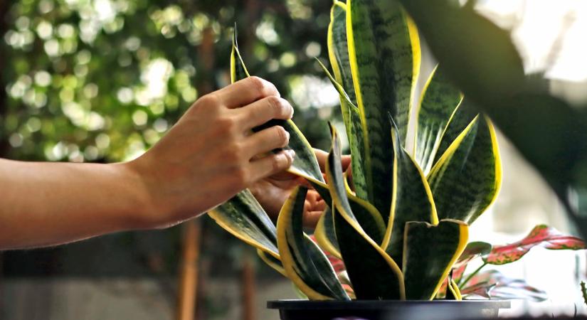 Ebből a konyhai alapanyagból készíthetsz szuper tápoldatot az anyósnyelvre