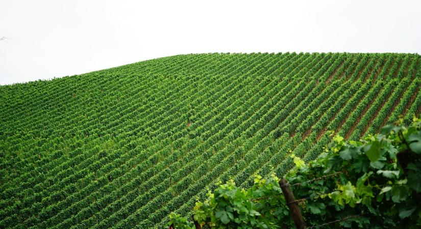 Tavaszi teendők a szőlő aranyszínű sárgasága elleni védekezéshez