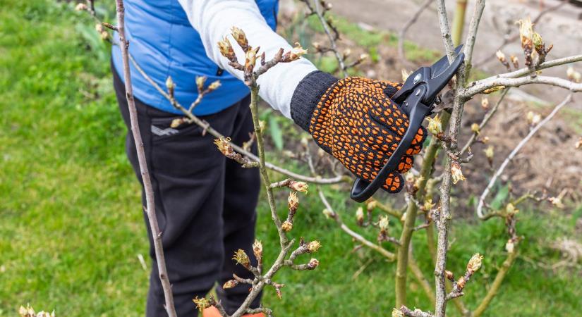 Metszési kisokos 2026: így alakítsd ki a tökéletes koronát és a fenntartható termést