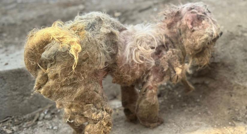 Szívszorító: Saját bundája fogságába esett a kiskutya, alig lehetett ráismerni
