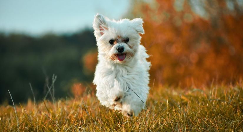 Kutya spa vagy rémálom? – nem mindegy, milyen szállást választasz, ha kedvenceddel utazol