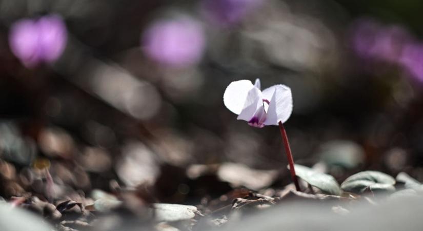Megvan az idei első 20 fok