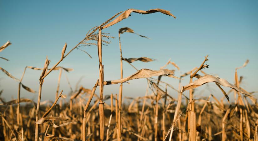 Szorításban sok magyar termelők: itt már csak ebben bízhatnak