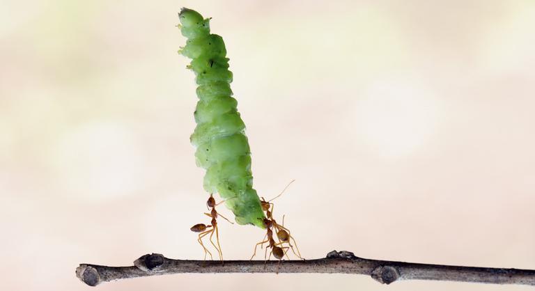Doboló hernyók csapják be a hangyákat a bolyban