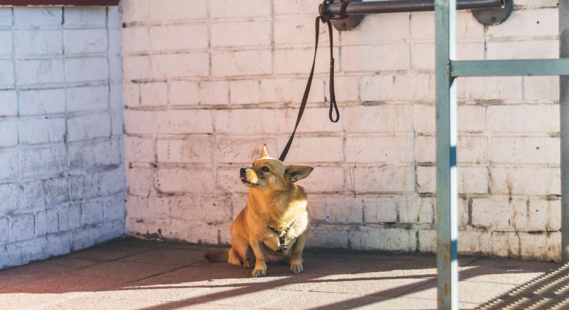 Elhagyott és halálra ítélt kutyák Dubajban – a gazdik nem tudják őket kimenekíteni