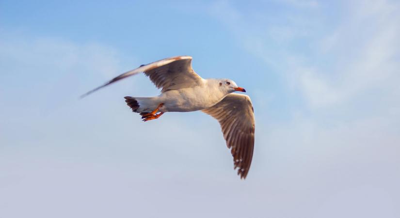 Sirályt kellett újraéleszteni egy focimeccsen