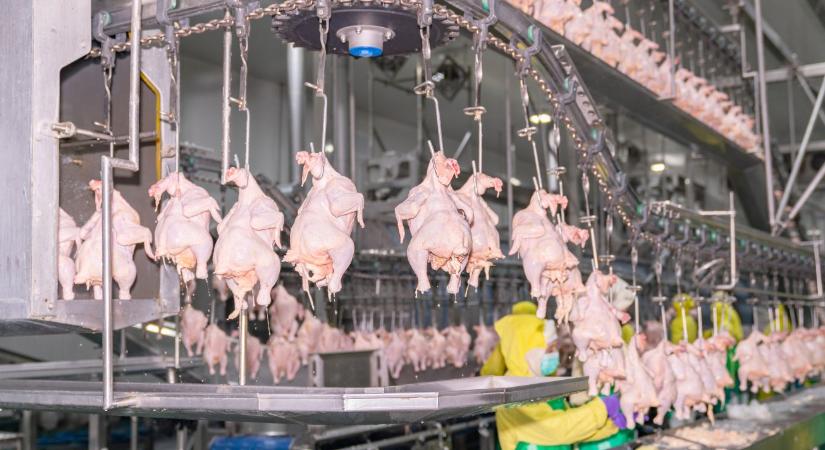 Ha visszaesik a közel-keleti export, olcsó baromfihús áraszthatja el Európát