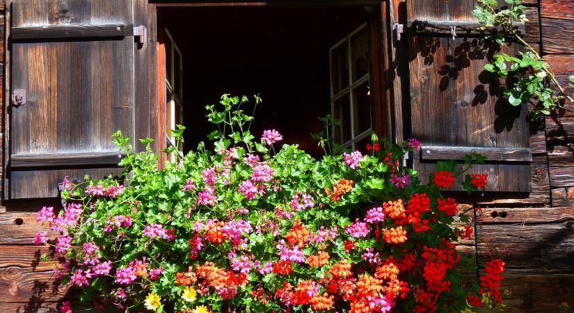 Így ültesse a muskátlit, ha azt szeretné, hogy őszig pompázzon