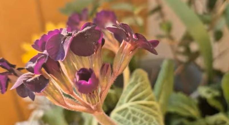 Elvirágzott a primula, mit kell tenni?