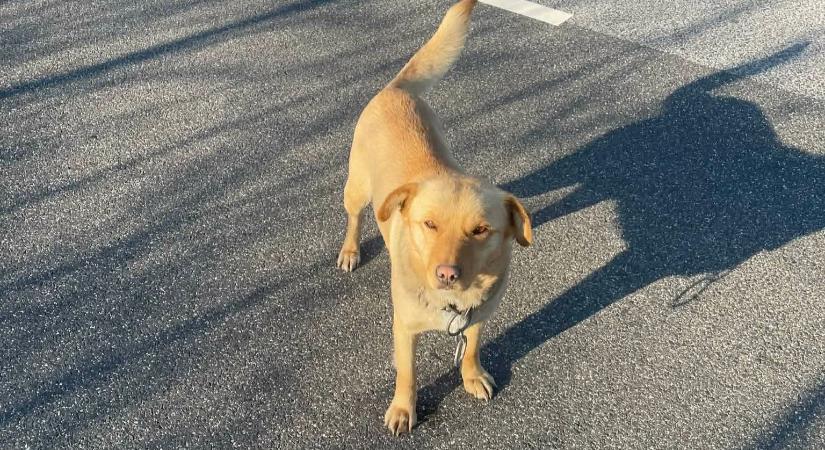 Az út közepén pihent a barátságos kutyus, rendőr lett a megmentője