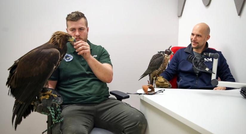 A ragadozók is lehetnek szelídek, az ősi ösztön azonban bennük él – interjú a baranyai solymászokkal
