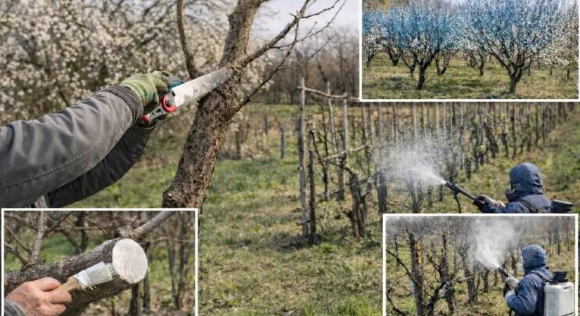 Itt a tavasz – a metszés és a lemosó permetezés ideje