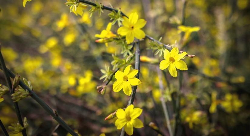 Figyelem, meglepetés vár a vármegyei égbolton holnap!