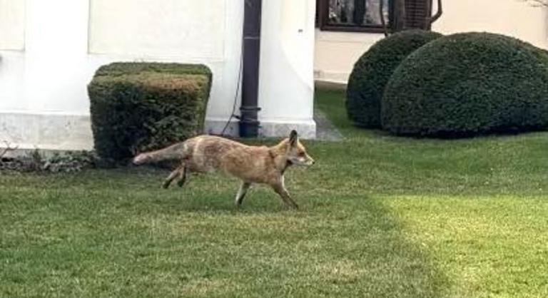 Váratlan vendég jelent meg a Karmelitánál