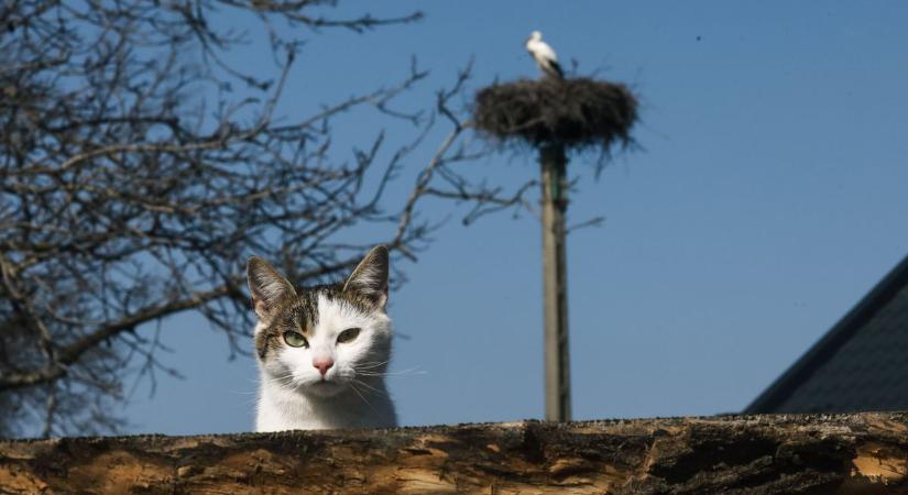 Ennek a csikvándi családnak saját gólyája van, százéves történetet az övék