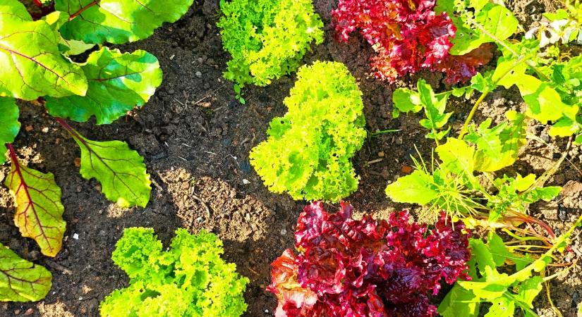 Vetésforgó a kertben: mit ültess egymás után?