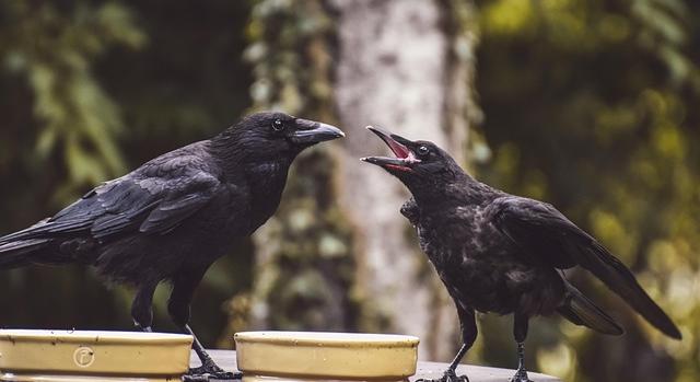 A települési vetési varjú fészekkolóniáinak felmérését segítő elektronikus segédanyagot állított össze az MME