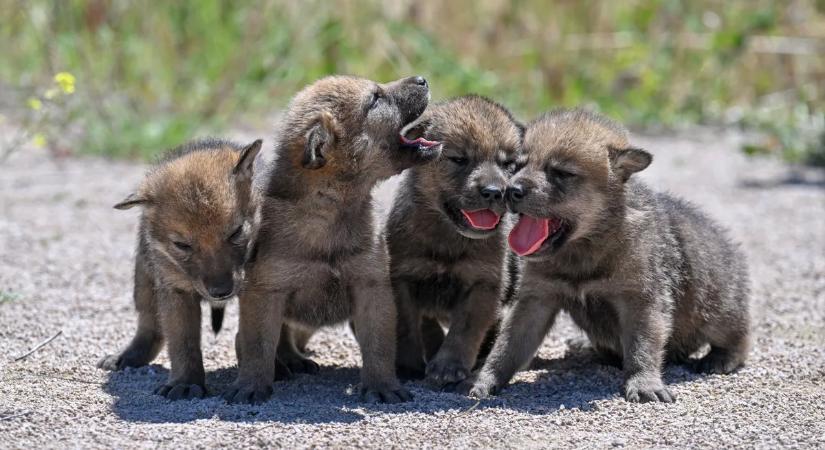 Vérfagyasztó jelenetet rögzítettek egy farkasodúnál; még a tudósok is fogták a fejüket