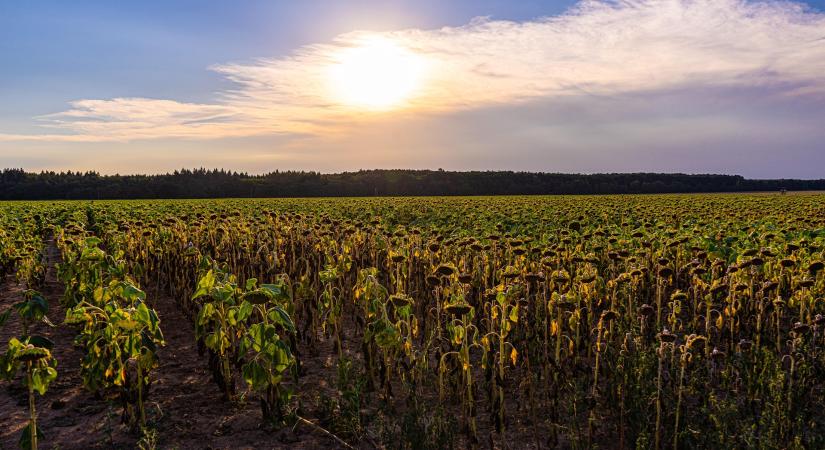 Fontos határidők a mezőgazdasági károk bejelentésében