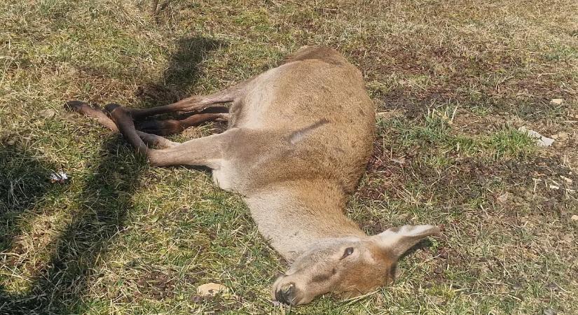 Két áldozattal járó farkastámadás történt egy borsodi falu határában – fotóval
