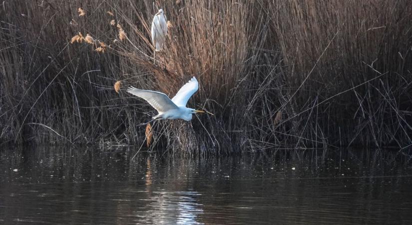 Napok óta mindenki ezt figyeli a Balatonnál – Furcsa adat jött a tóról