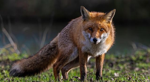 Március végén tavaszi rókavakcinázás indul