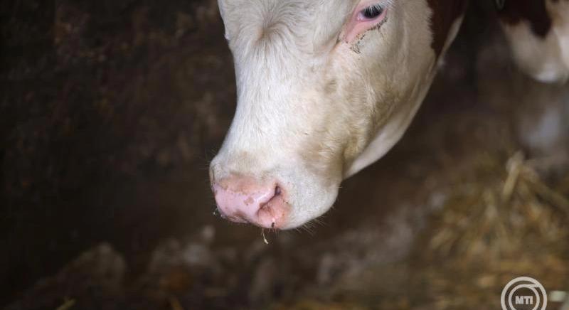 A tehéntartók panasza eljutott a kormányhoz
