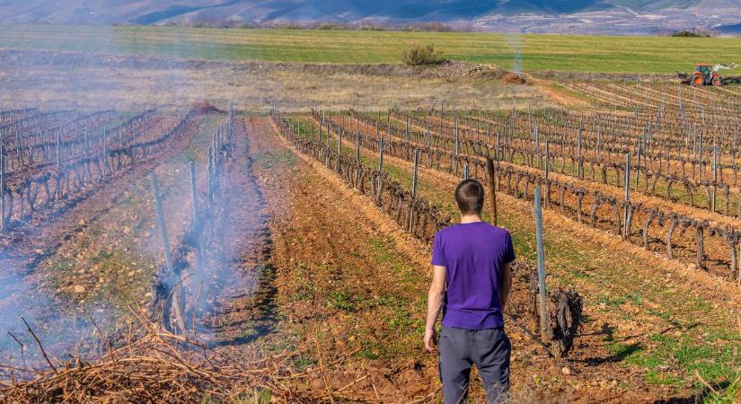 Növényorvosi Kamara: Nem technológiai kérdés a venyige sorsa, hanem a túlélés záloga