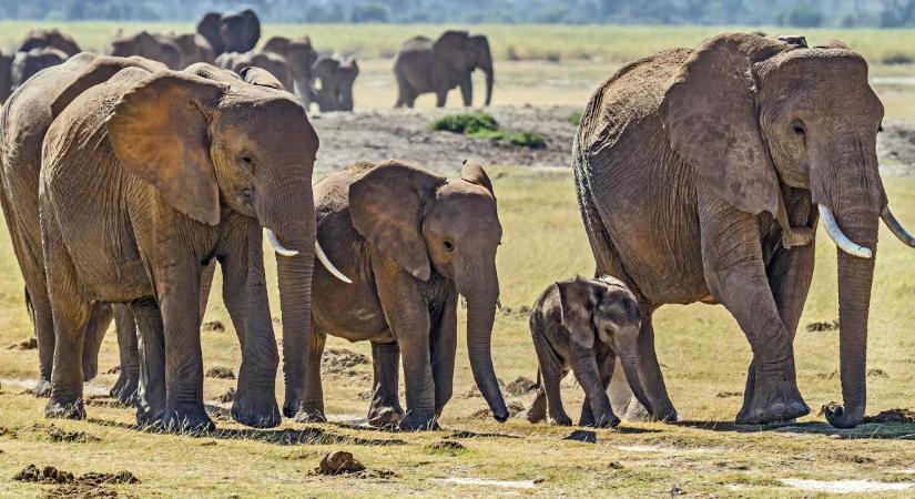 8 különös viselkedésforma, amit az állatvilágban megfigyeltek a kutatók