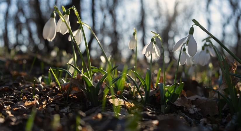 Időjárás 2026. március 12.: kellemes, napos idő, de helyenként záporok pattanhatnak ki