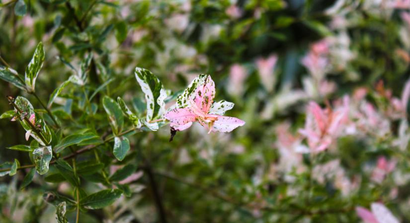 Roskadozik a virágtól és pofonegyszerű gondozni: a tarkalevelű japán fűz kerted leghálásabb növénye lehet