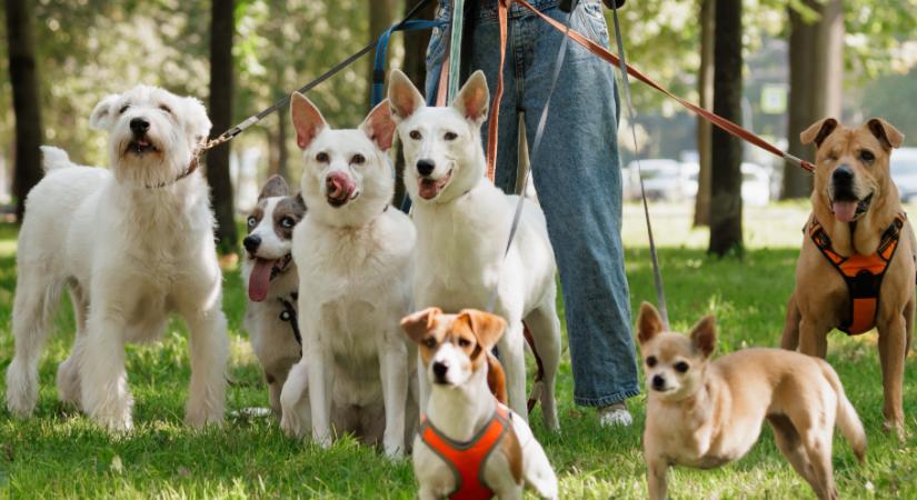 Heti programajánló március 11-18.: mácius 15-i ünnepségek, állati hétvége és édes fimomságok várnak