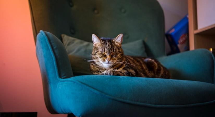 Így szoktasd le a macskát a kanapé kaparásáról - ezek a módszerek működnek!